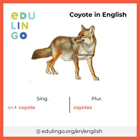 plural of coyote